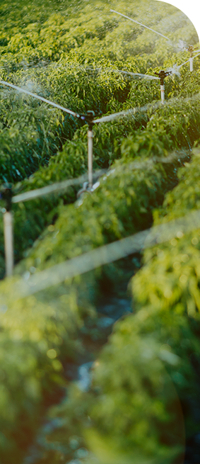 Empowering Modern Agriculture, Specialty Plastic Sheets for High Yields and Sustainable Farming